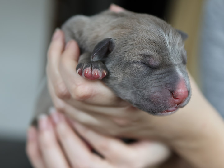 chinook puppy